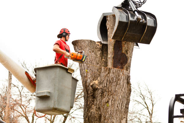 How Our Tree Care Process Works  in  Hartwell, GA